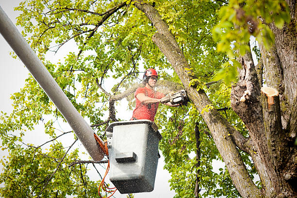 Best Tree Removal Service  in New Ulm, MN